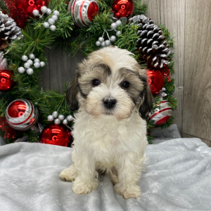 Havanese Puppy Anna
