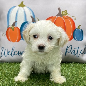 Havanese Puppy Lola