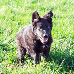 German Shepherd Dog Puppy Nika