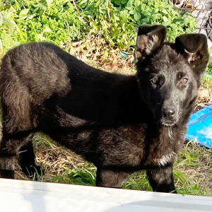 German Shepherd Dog Puppy Nika