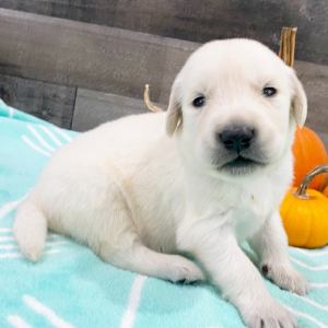 Golden Retriever Puppy Jordy