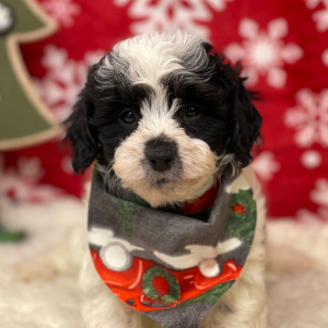 Aussiedoodle Puppy Heath