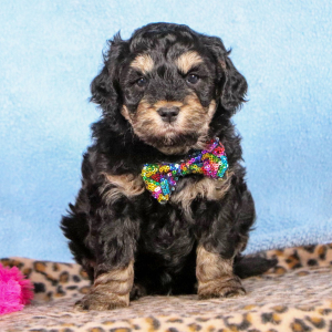 Bernedoodle Puppy Venice