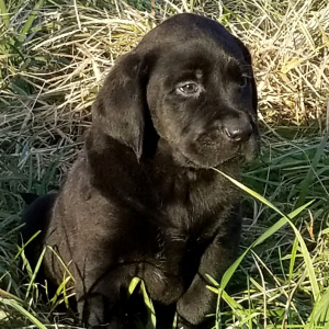 Labrador Retriever Puppy Coal