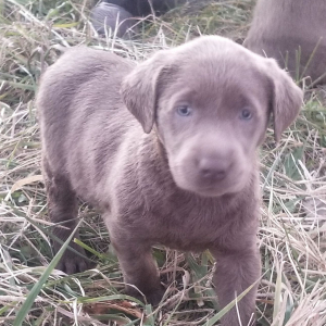 Labrador Retriever Puppy Silver Tinsel