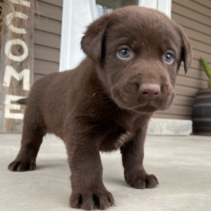 Labrador Retriever Puppy Mark