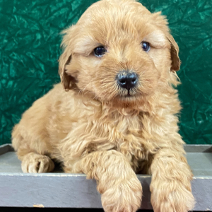 Goldendoodle Puppy Luis