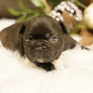 French Bulldog Puppy Cozmo