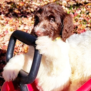 Labradoodle Puppy Frappe