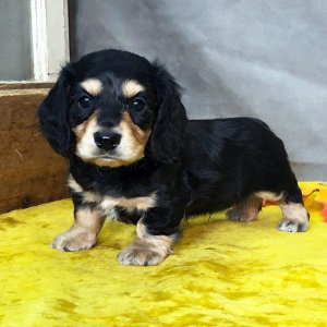 Dachshund Puppy Kosta