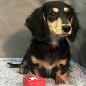 Dachshund Puppy Kosta