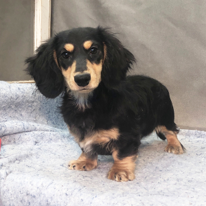 Dachshund Puppy Kosta