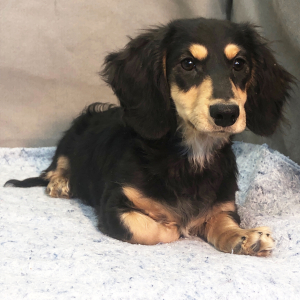 Dachshund Puppy Kosta