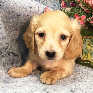 Dachshund Puppy Olivia