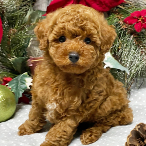 Poodle Puppy Drew