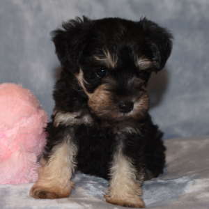 Miniature Schnauzer Puppy Stefan