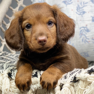 Dachshund Puppy Copper