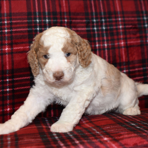Poodle Puppy Peter