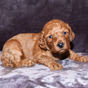 Goldendoodle Puppy Bridgit