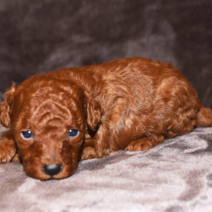 Poodle Puppy Lacie