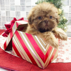 Shih Tzu Puppy Emory