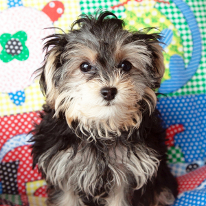 Yorkiepoo Puppy Maggie
