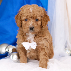 Bernedoodle Puppy Mowgli