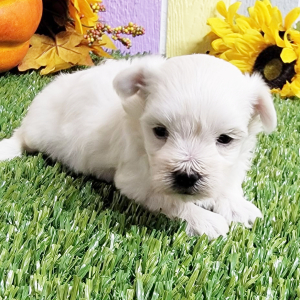Maltese Puppy Queeny