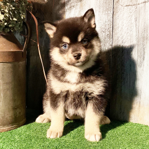 Pomsky Puppy Luna