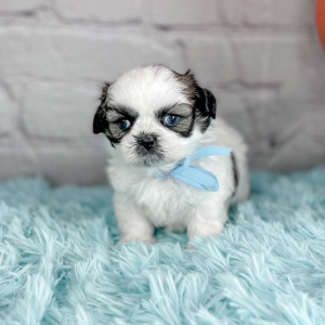 Shih Tzu Puppy Conner