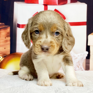 Beagle Puppy Sullivan