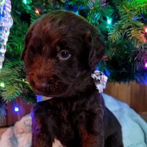 Labradoodle Puppy Jolly
