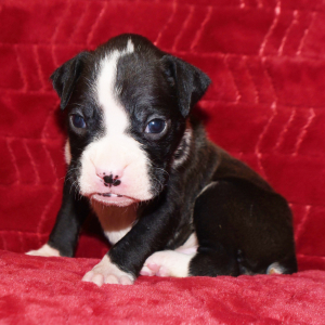 Boxer Puppy Manny