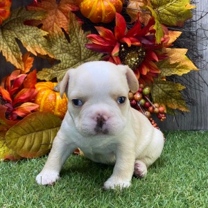 French Bulldog Puppy Jimmy