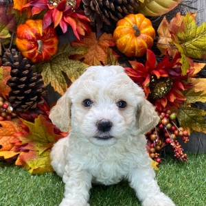 Havanese Puppy Voyager