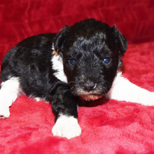 Miniature Schnauzer Puppy Henry