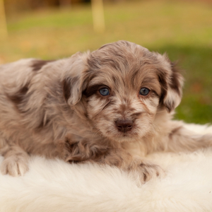 Aussiedoodle Puppy Dolly