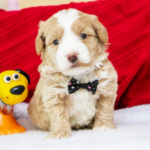 Bernedoodle Puppy Arlo