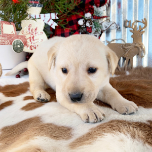 Labrador Retriever Puppy Mae