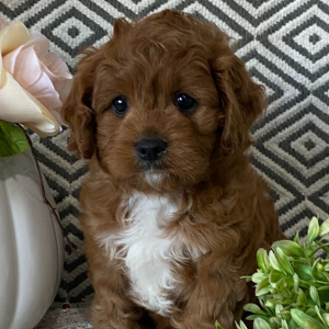 Cavapoo Puppy Lea