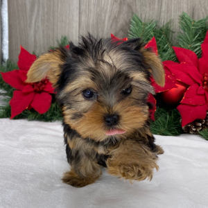 Yorkshire Terrier Puppy Sebastian