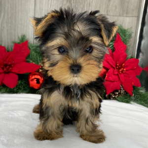 Yorkshire Terrier Puppy Sebastian