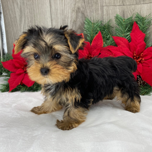 Yorkshire Terrier Puppy Sebastian