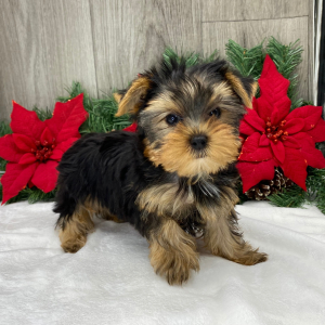 Yorkshire Terrier Puppy Sebastian