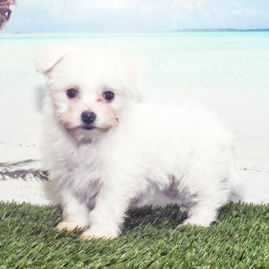 Bichon Frise Puppy Lily