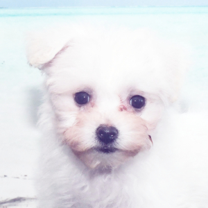 Bichon Frise Puppy Lily