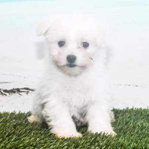 Bichon Frise Puppy Lily