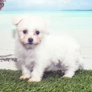 Bichon Frise Puppy Lily