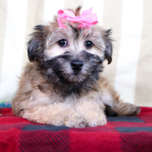 Havachon Puppy Laina