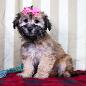 Havachon Puppy Laina